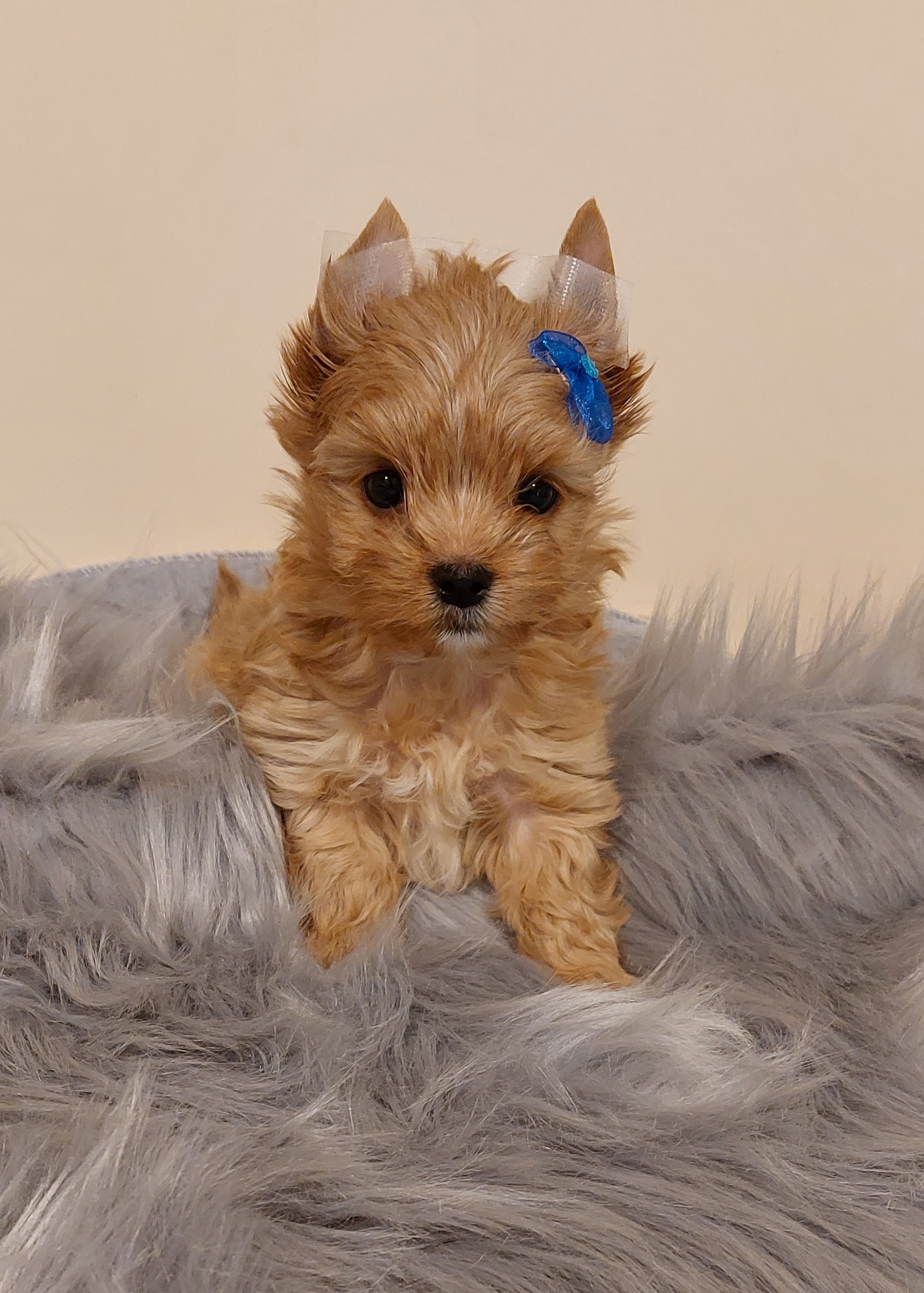 Yorkshire teriér štěně z CHS Bohemian Paradise - fotografie 2