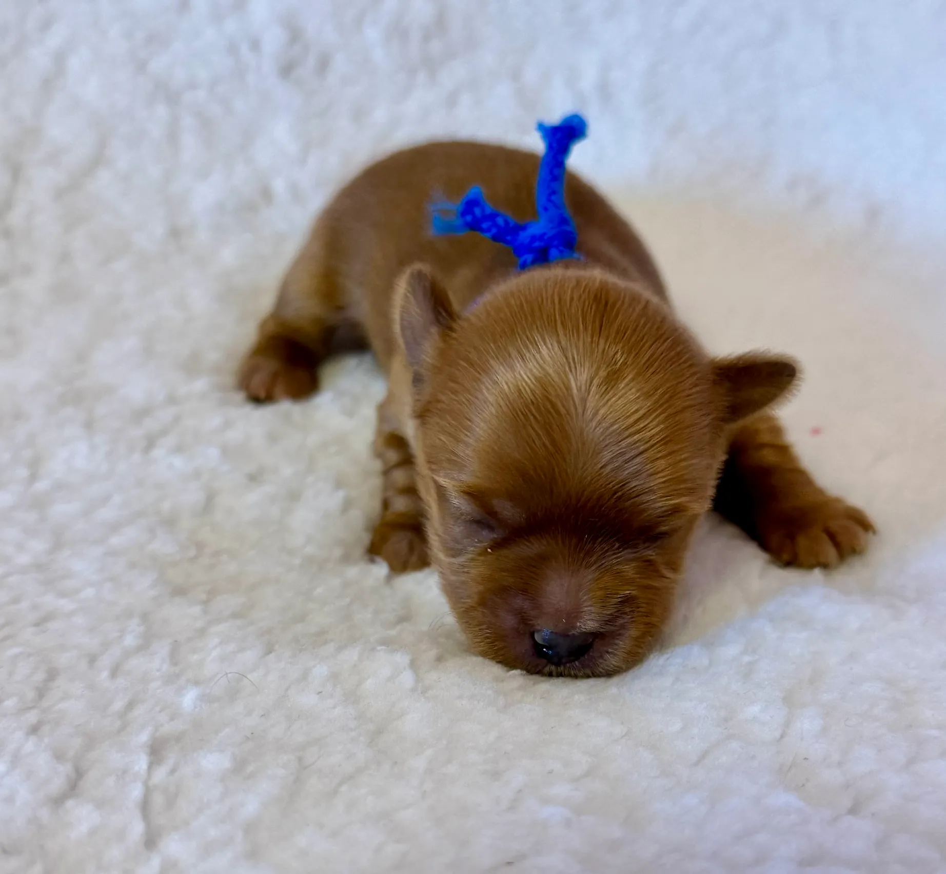 Yorkshire teriér štěně ze zodpovědného chovu - socializace 2