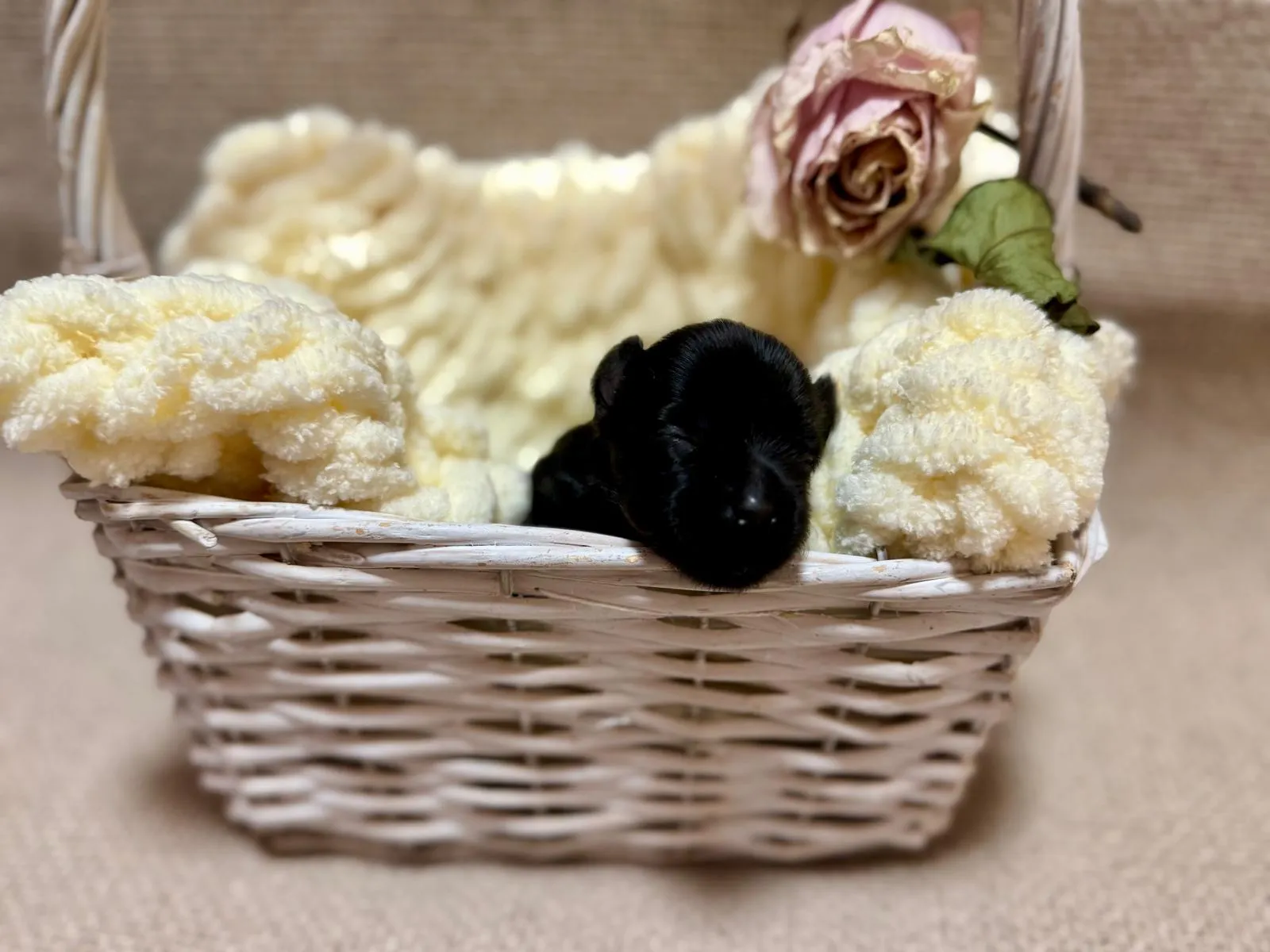 Aktuální vrh štěňat Yorkshire teriér z CHS Bohemian Paradise - fotografie 1