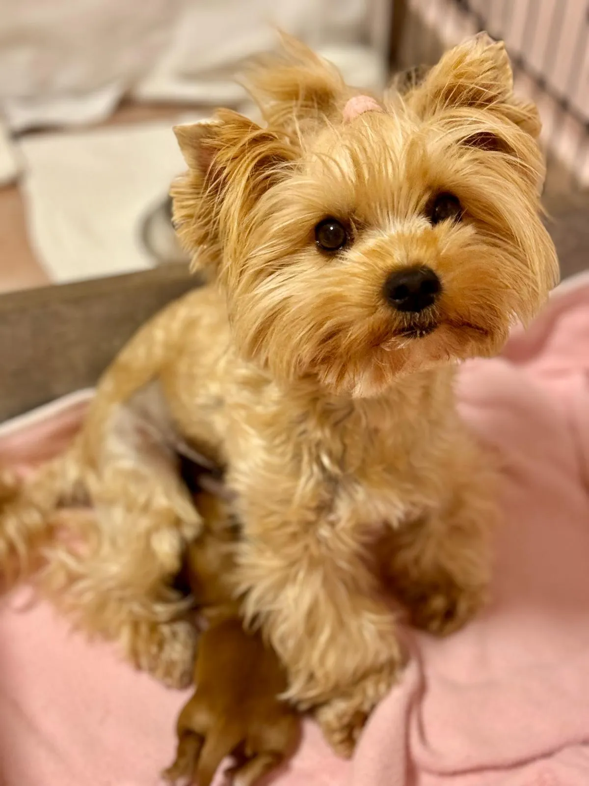 Yorkshire teriér z CHS Bohemian Paradise v domácím prostředí