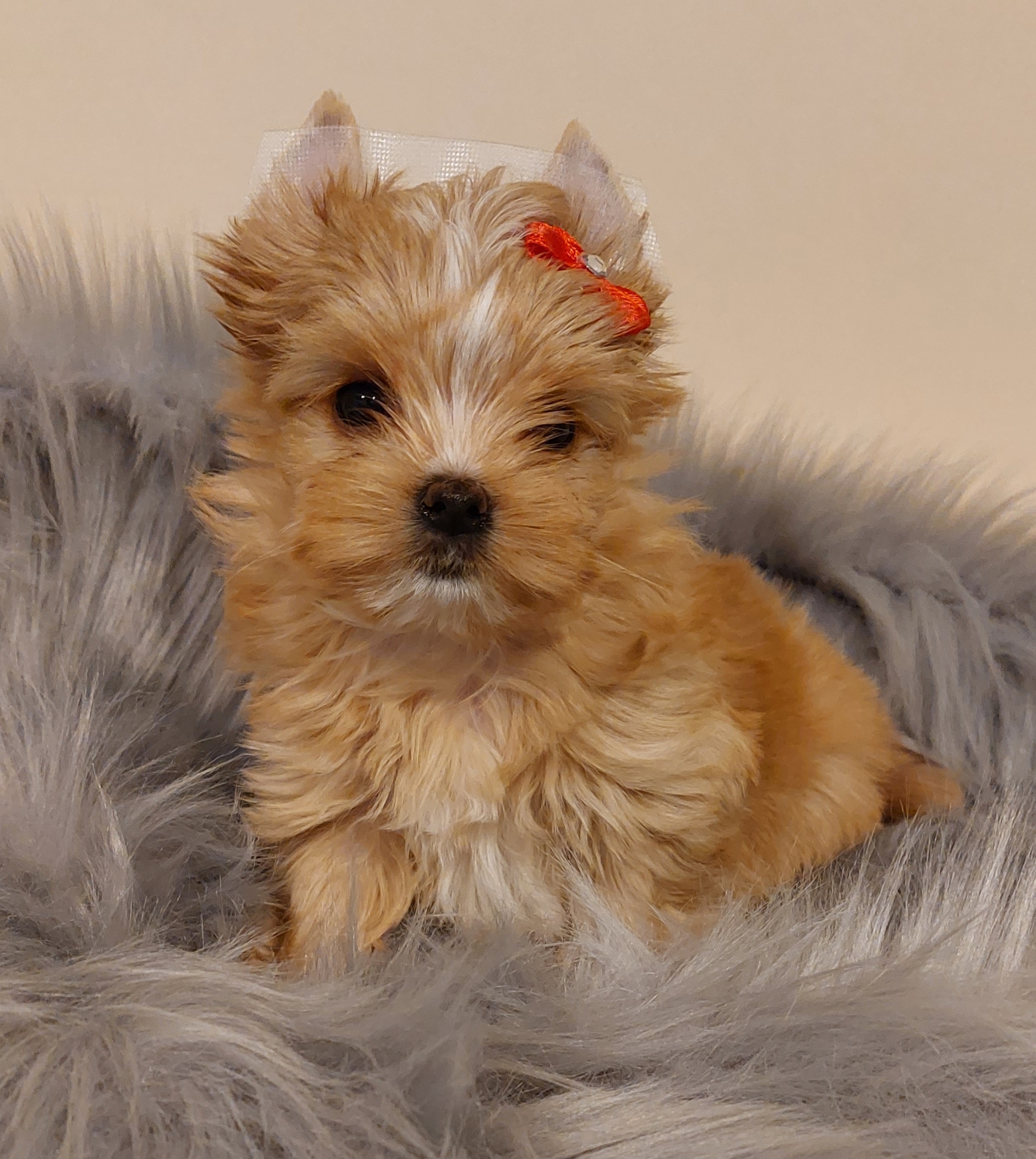 Yorkshire teriér - detail hlavy a typické dlouhé hedvábné srsti