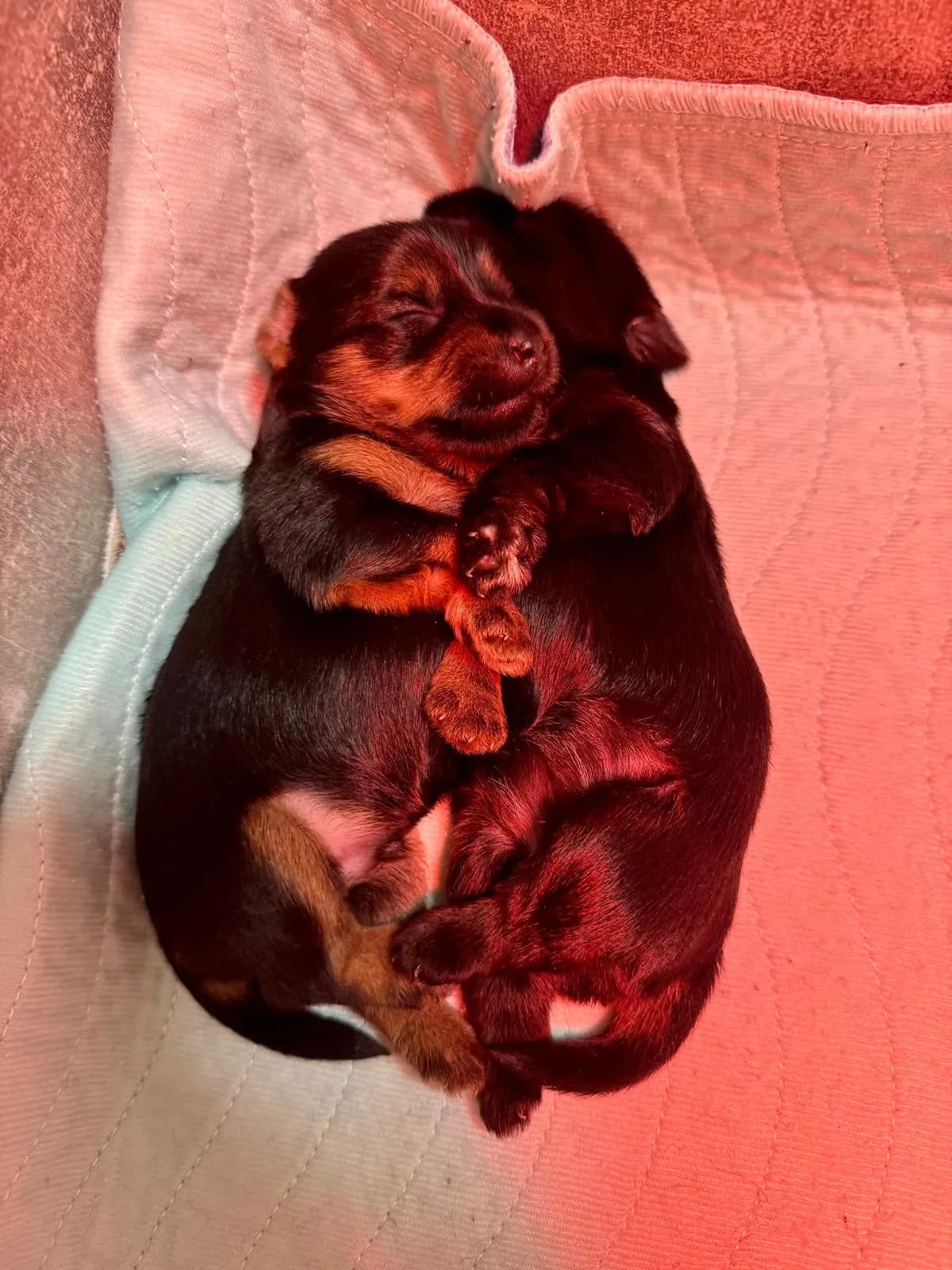 Yorkshire teriér z CHS Bohemian Paradise - štěně vyšetřené veterinářem